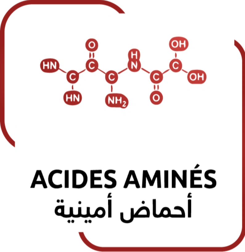 ACIDES AMINÉS